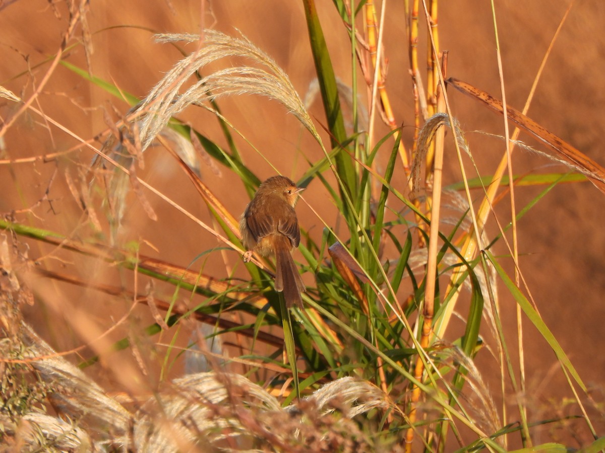 Schlichtprinie - ML646235646