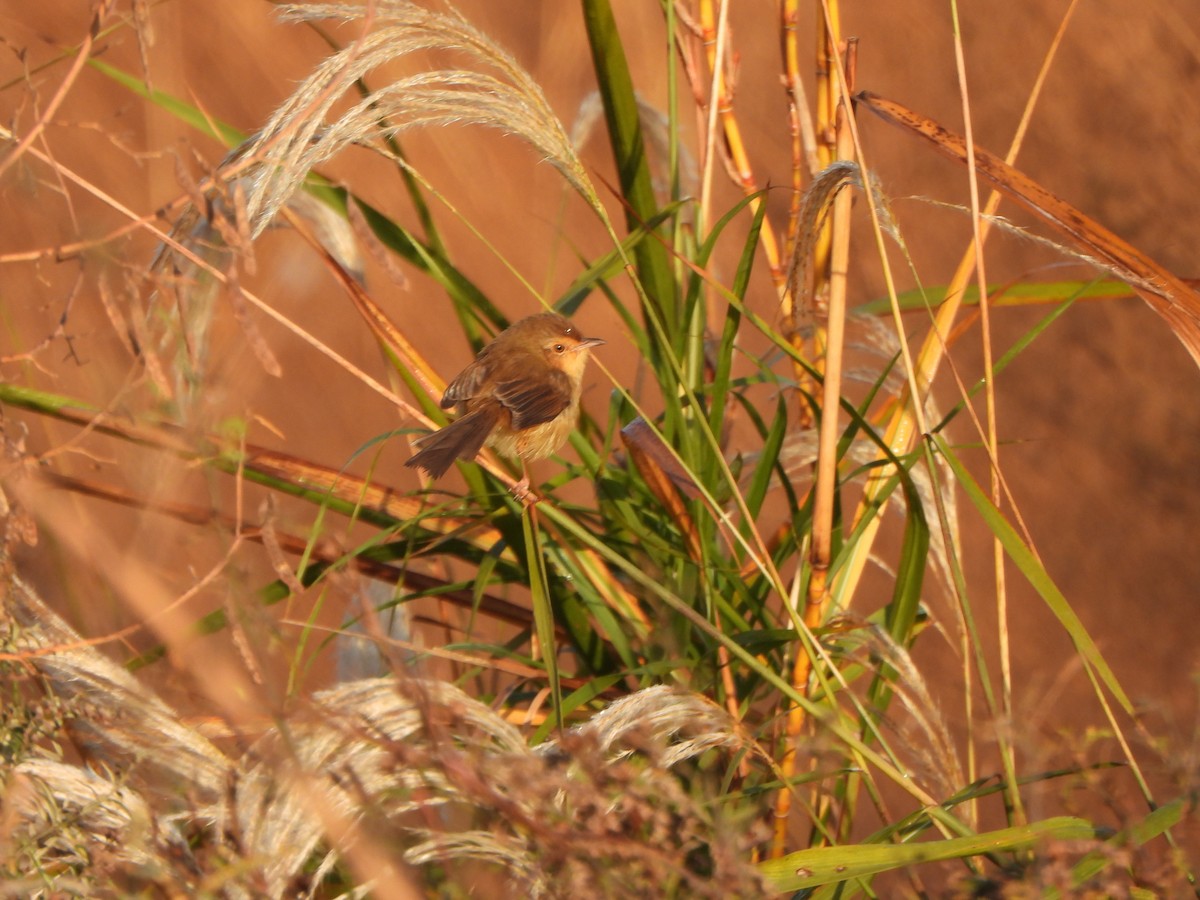 Schlichtprinie - ML646235647