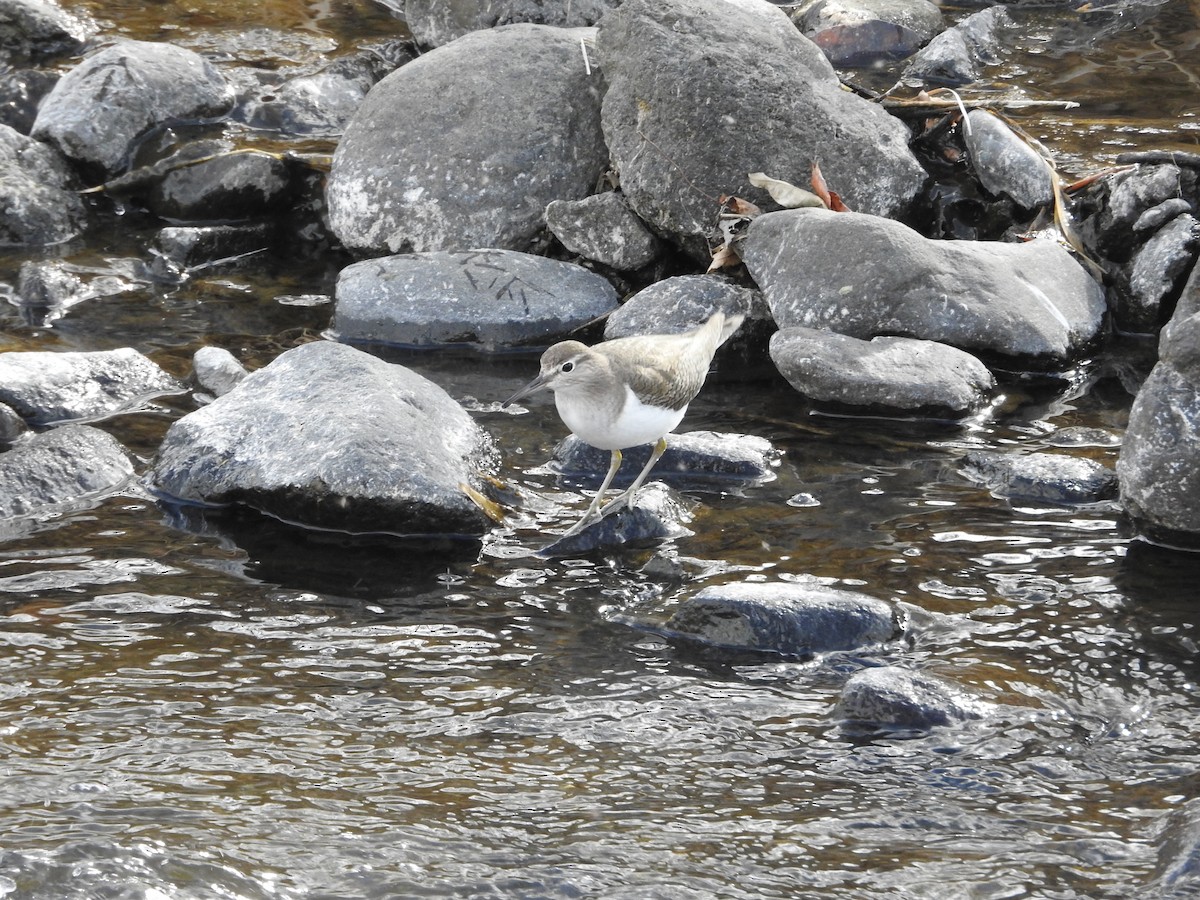 磯鷸 - ML646235650