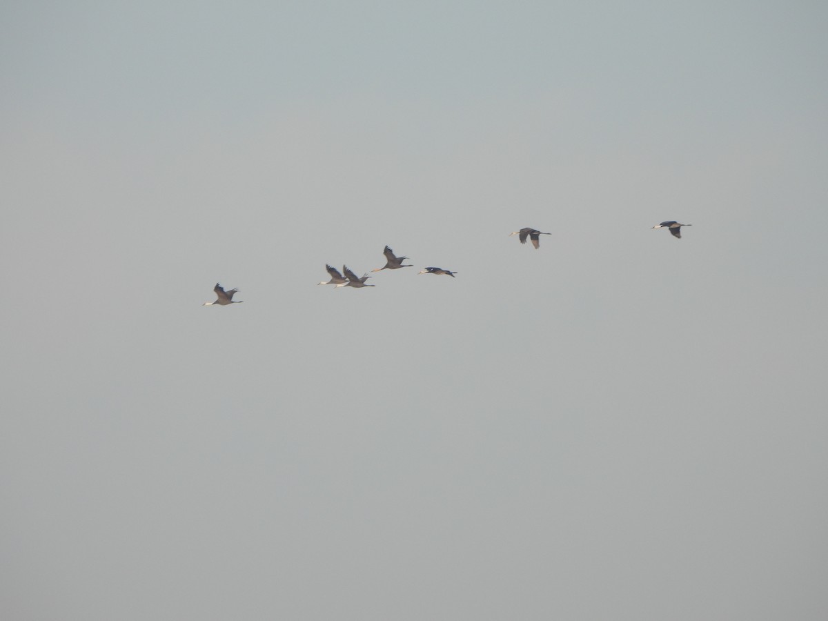 Mönchskranich - ML646235651