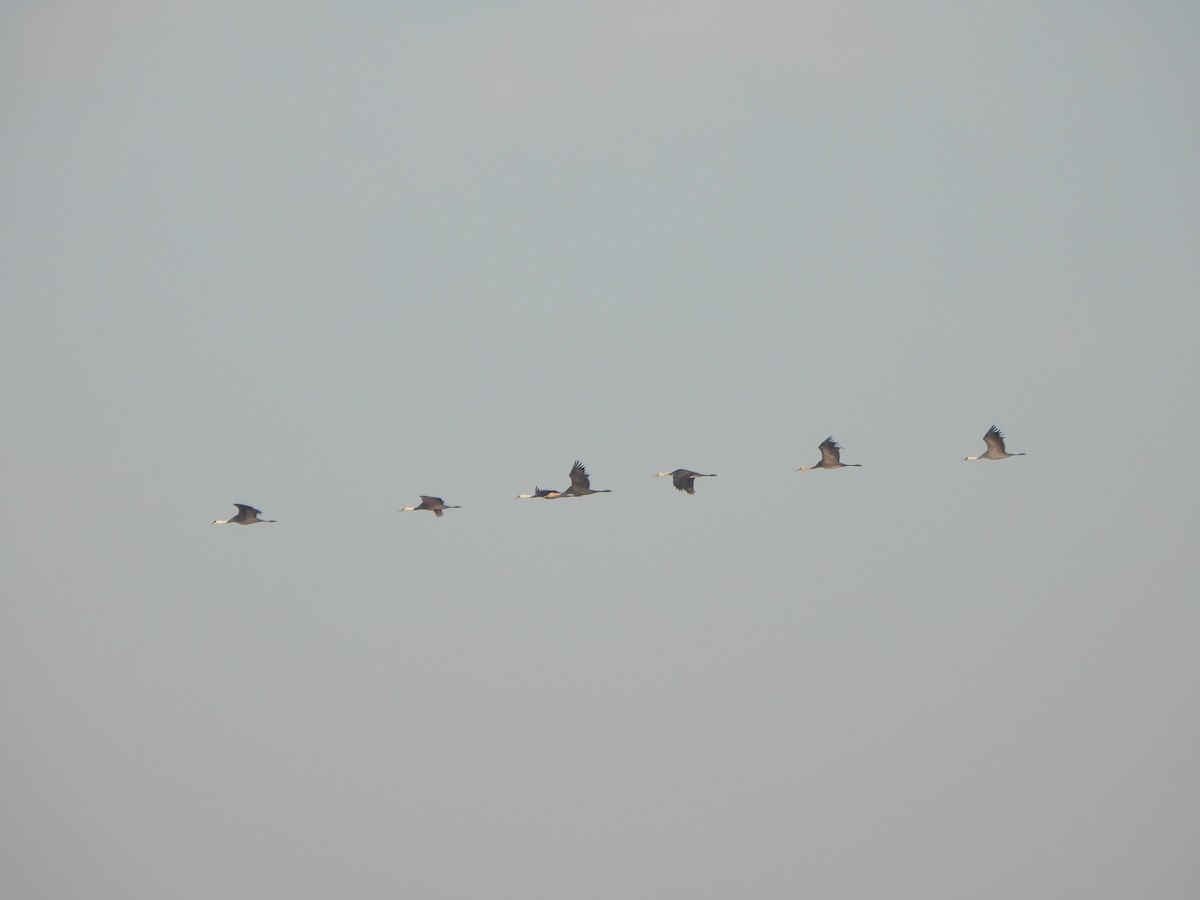 Mönchskranich - ML646235652