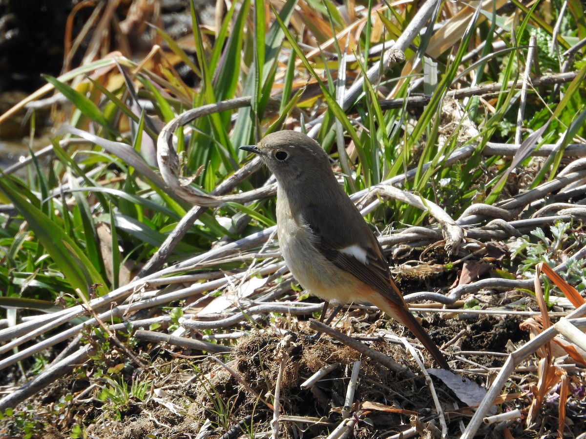 黃尾鴝 - ML646235658