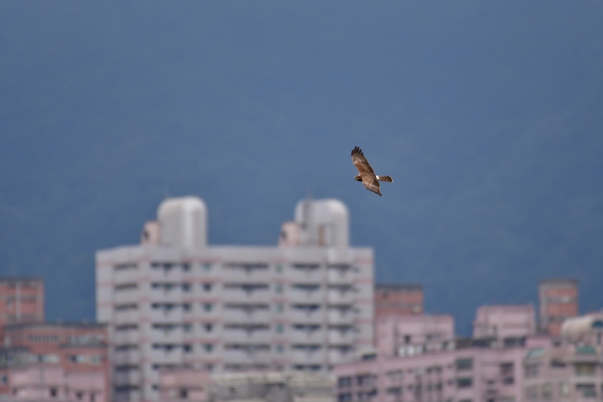 Alaca Delice - ML646235661