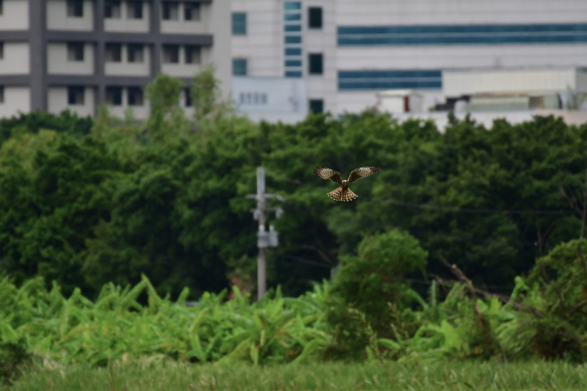 Alaca Delice - ML646235662