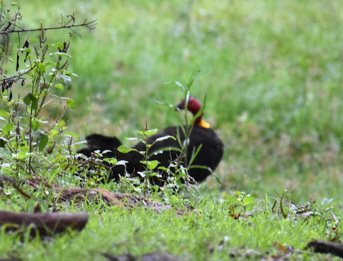 Chestnut Teal - ML646235663