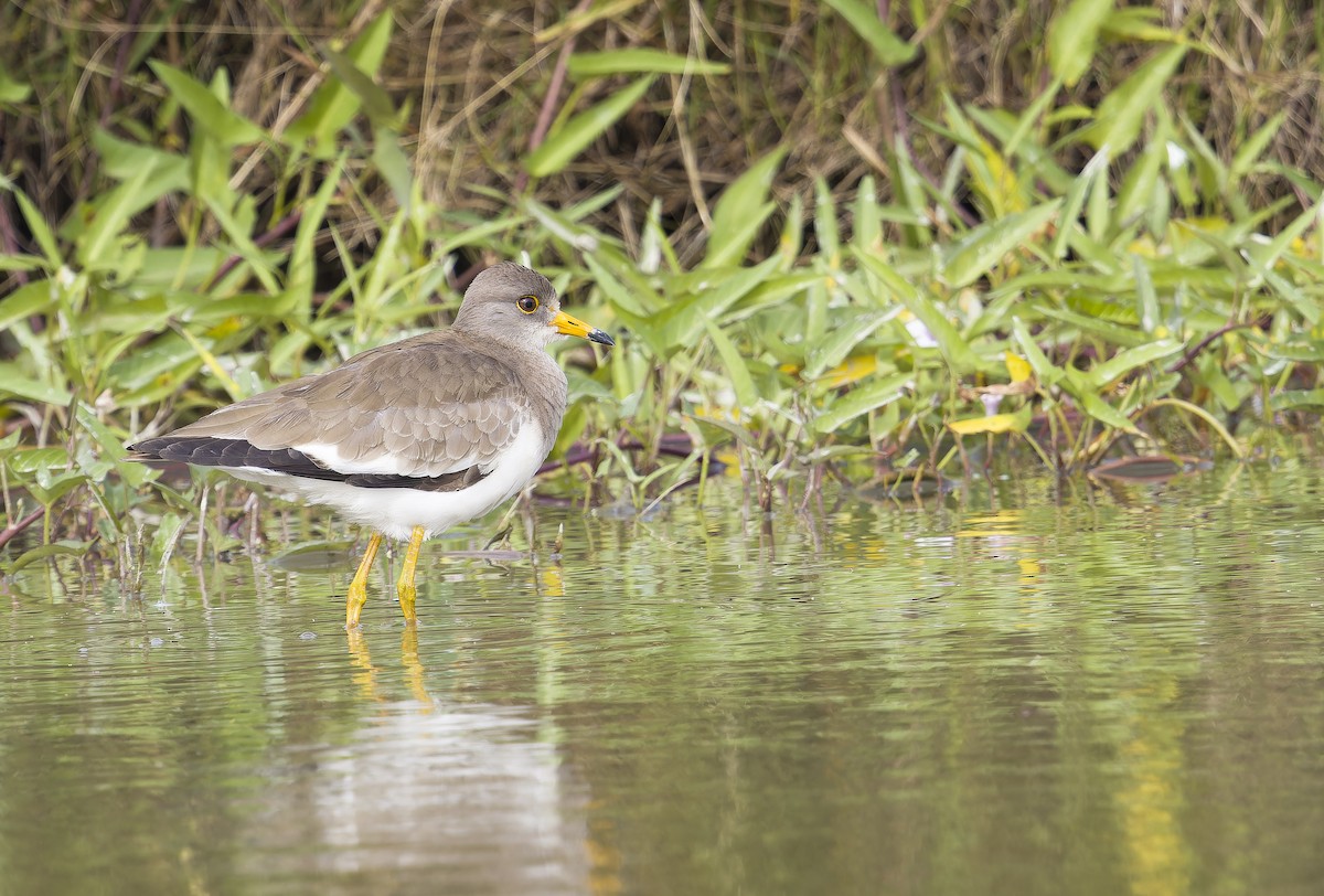 čejka šedohlavá - ML646235668