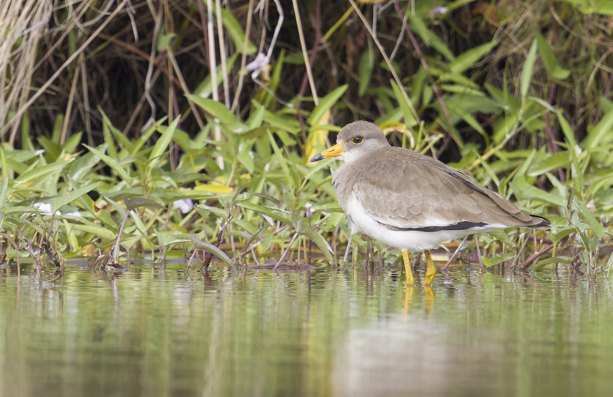 čejka šedohlavá - ML646235669