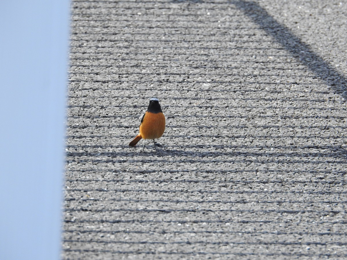 黃尾鴝 - ML646235674