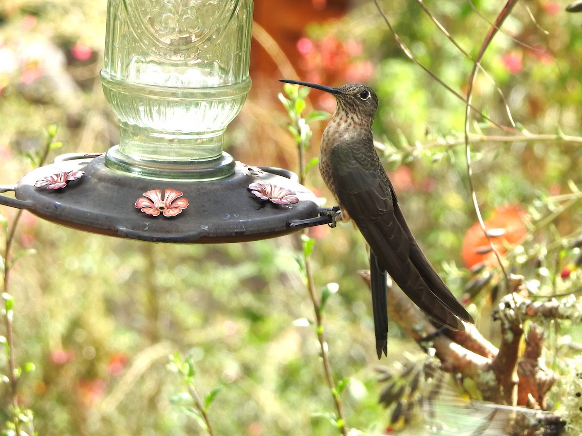 Giant Hummingbird - ML646235680