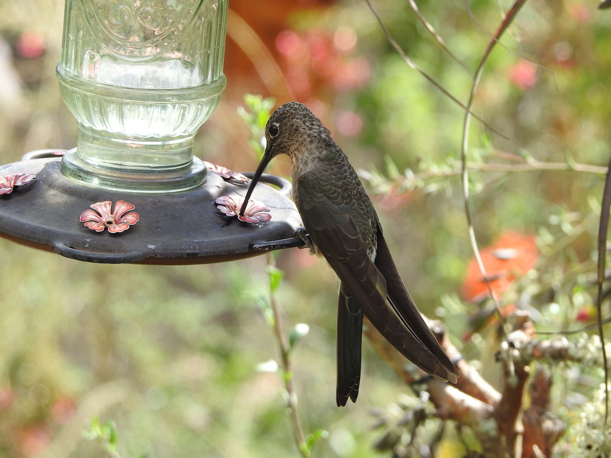 Giant Hummingbird - ML646235681