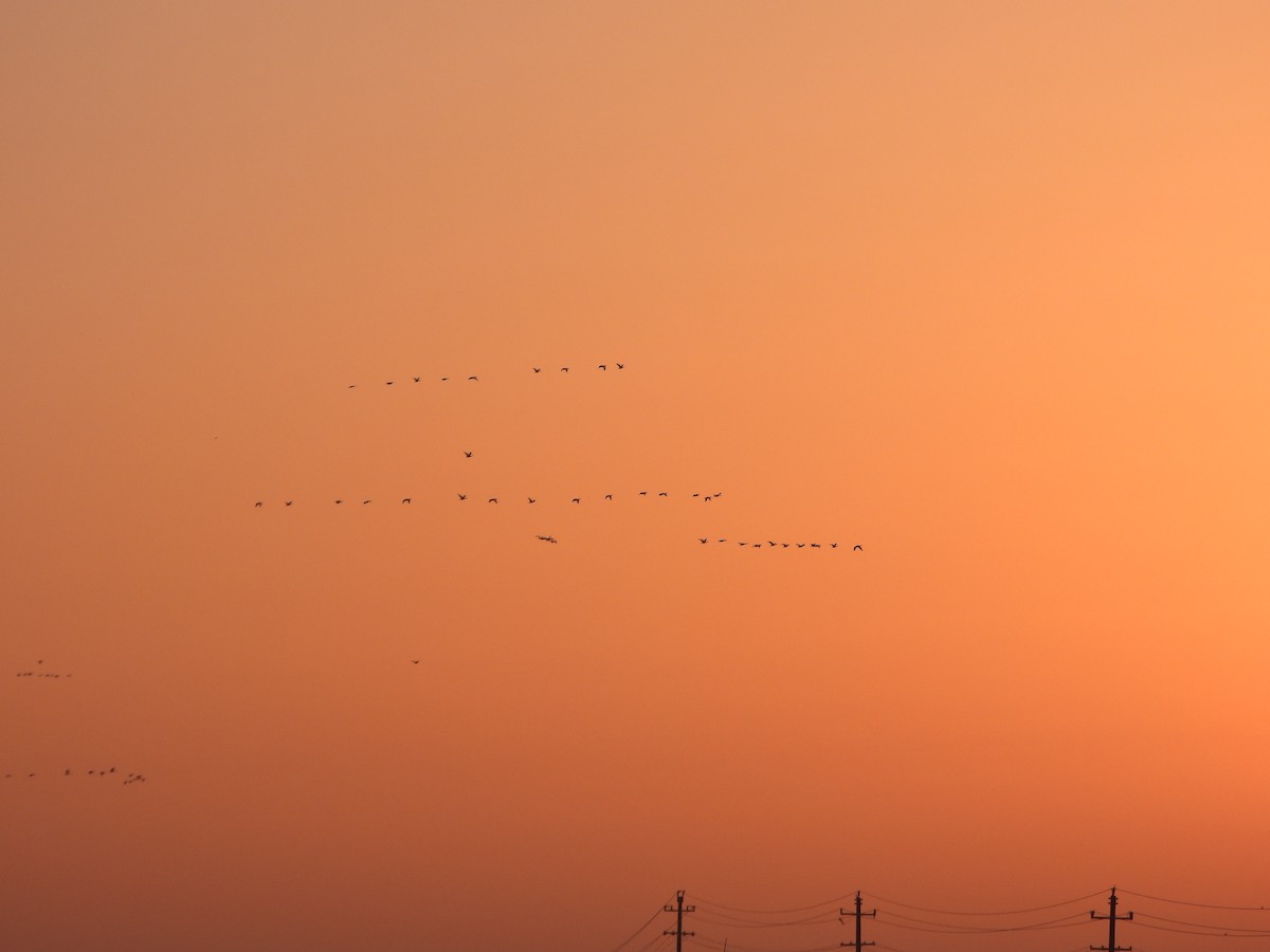 Anser, unbestimmt - ML646235683