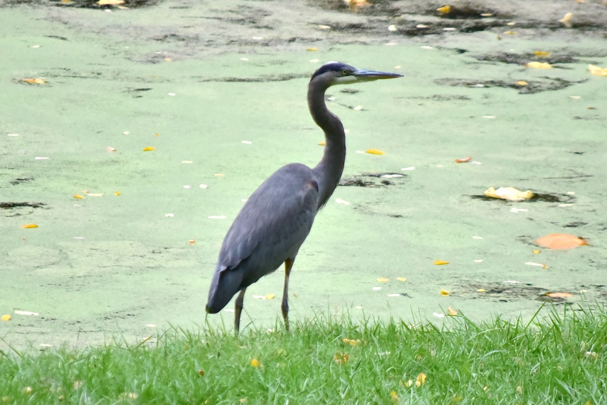Great Blue Heron - ML646235693