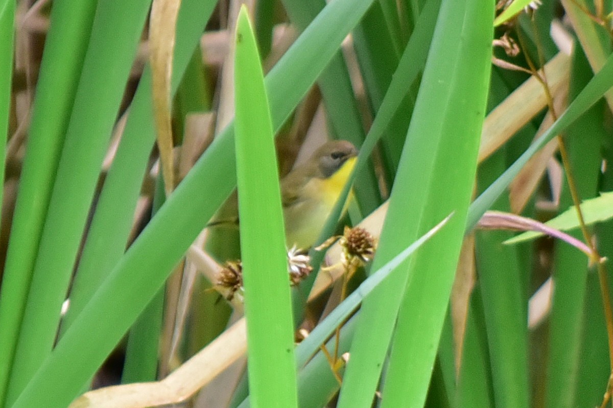 Common Yellowthroat - ML646235701