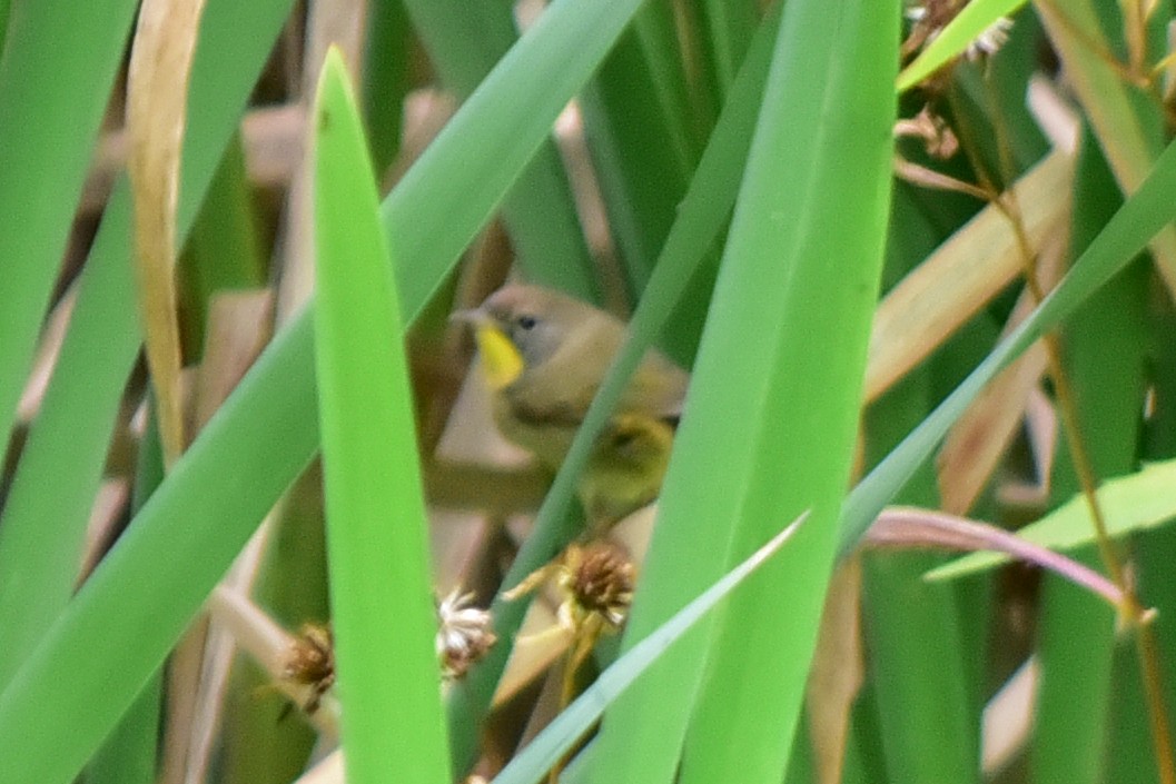 Common Yellowthroat - ML646235702