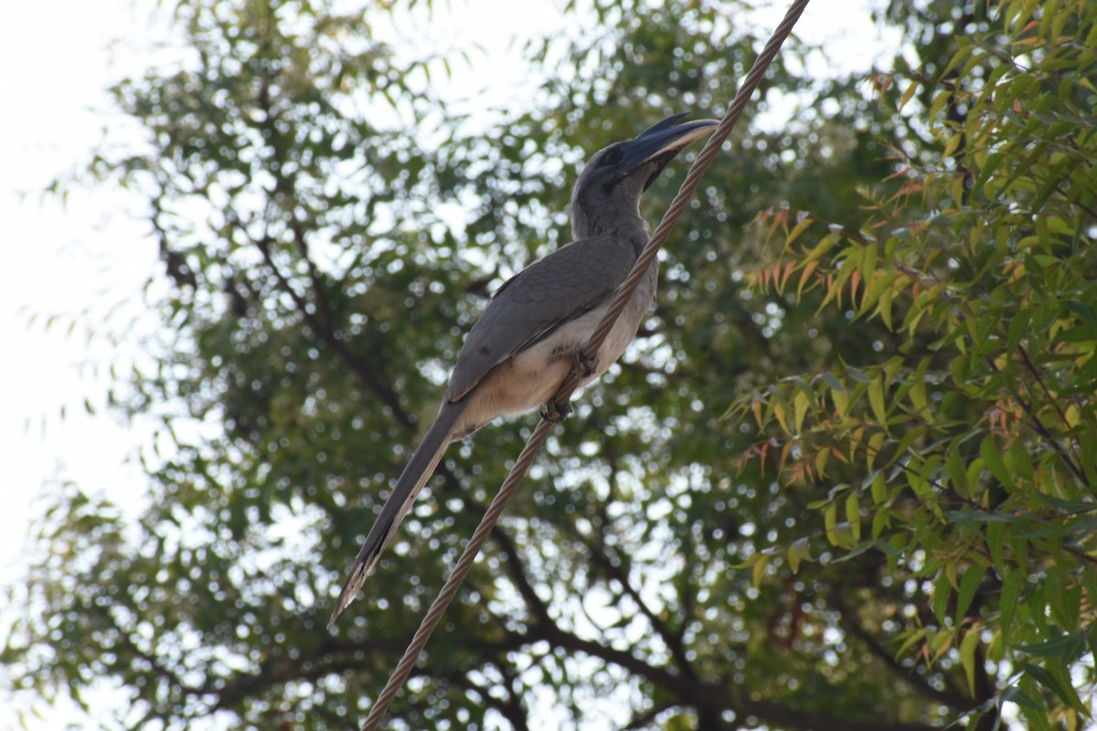 zoborožec klínoocasý - ML646235705