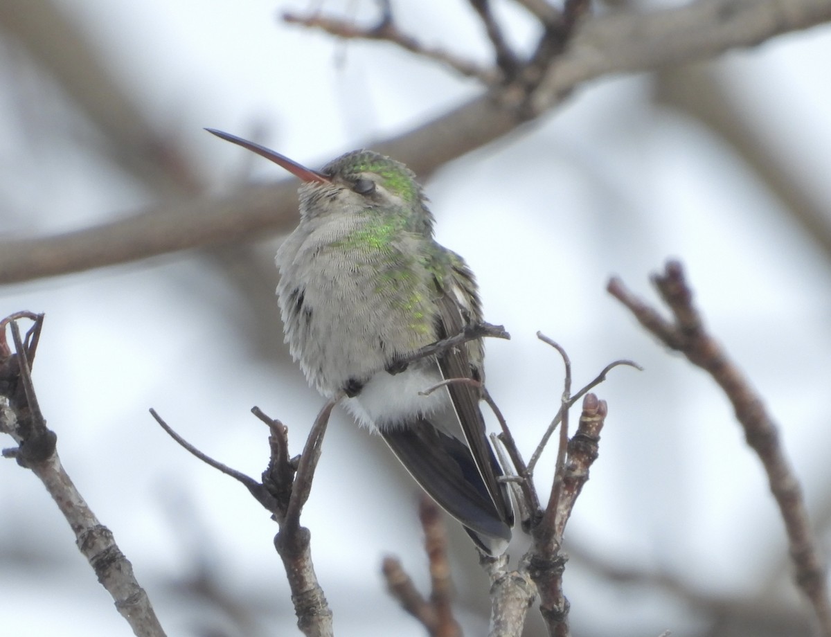 Broad-billed Hummingbird - ML646235706