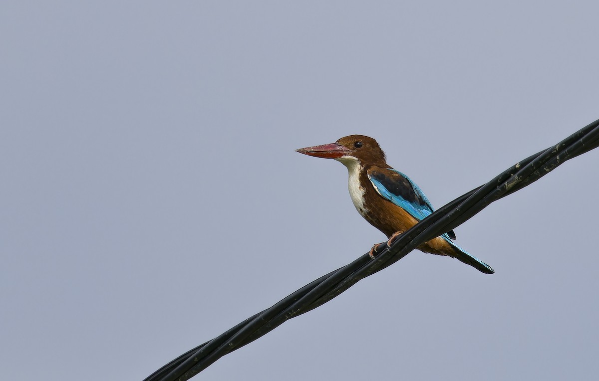 ledňáček hnědohlavý - ML646235707