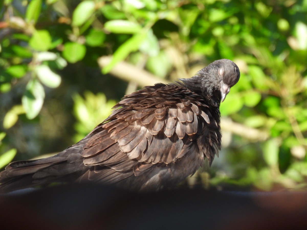 Rock Pigeon (Feral Pigeon) - ML646235708