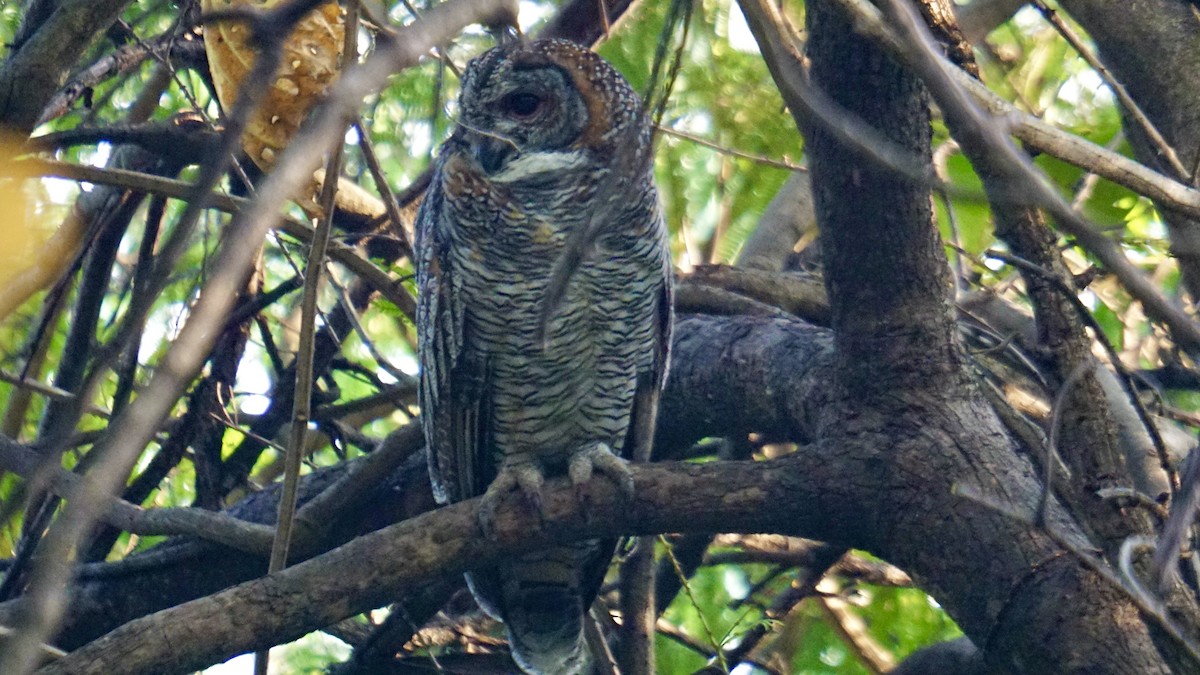 Mottled Wood-Owl - ML646235710