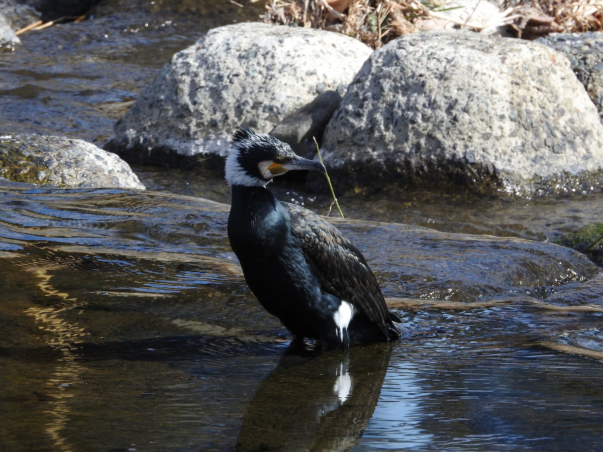 鸕鷀 - ML646235713