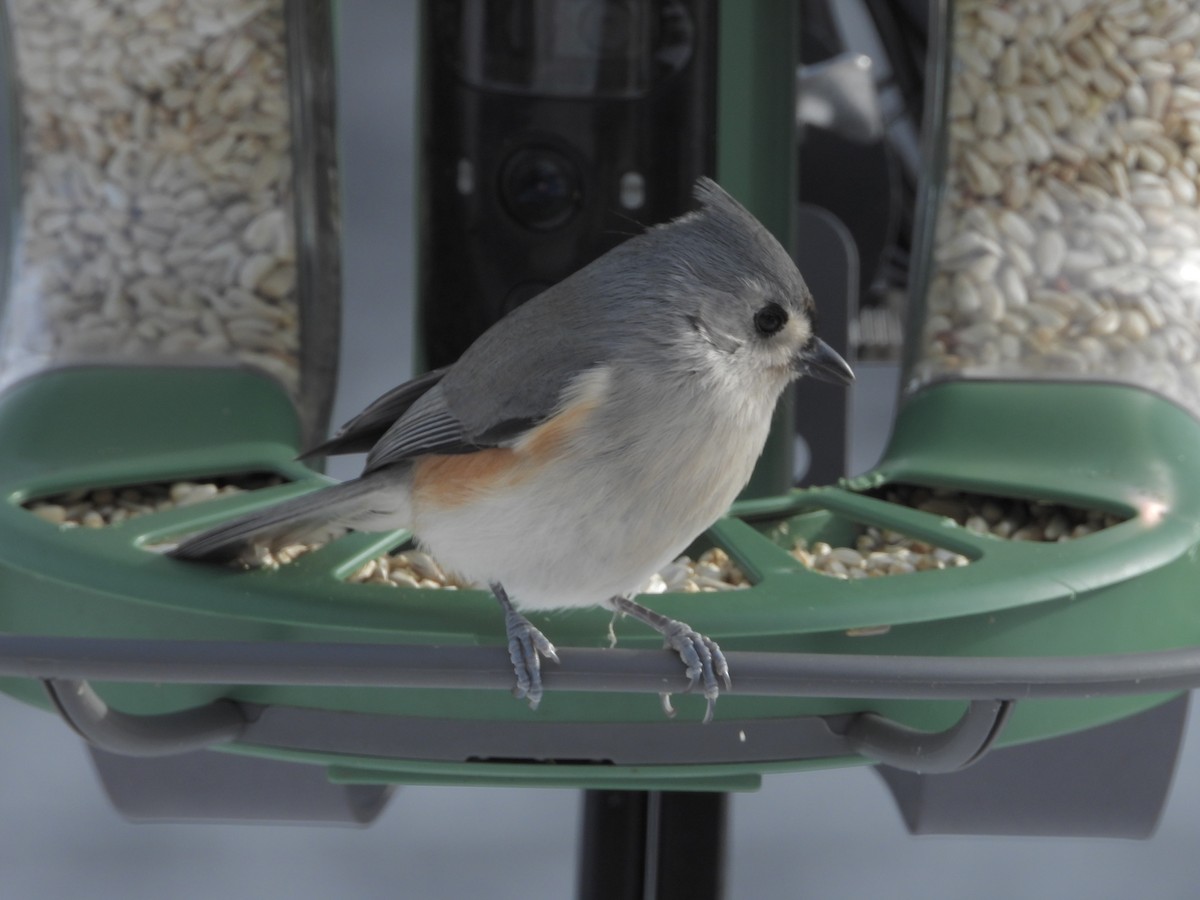 Tufted Titmouse - ML646235719