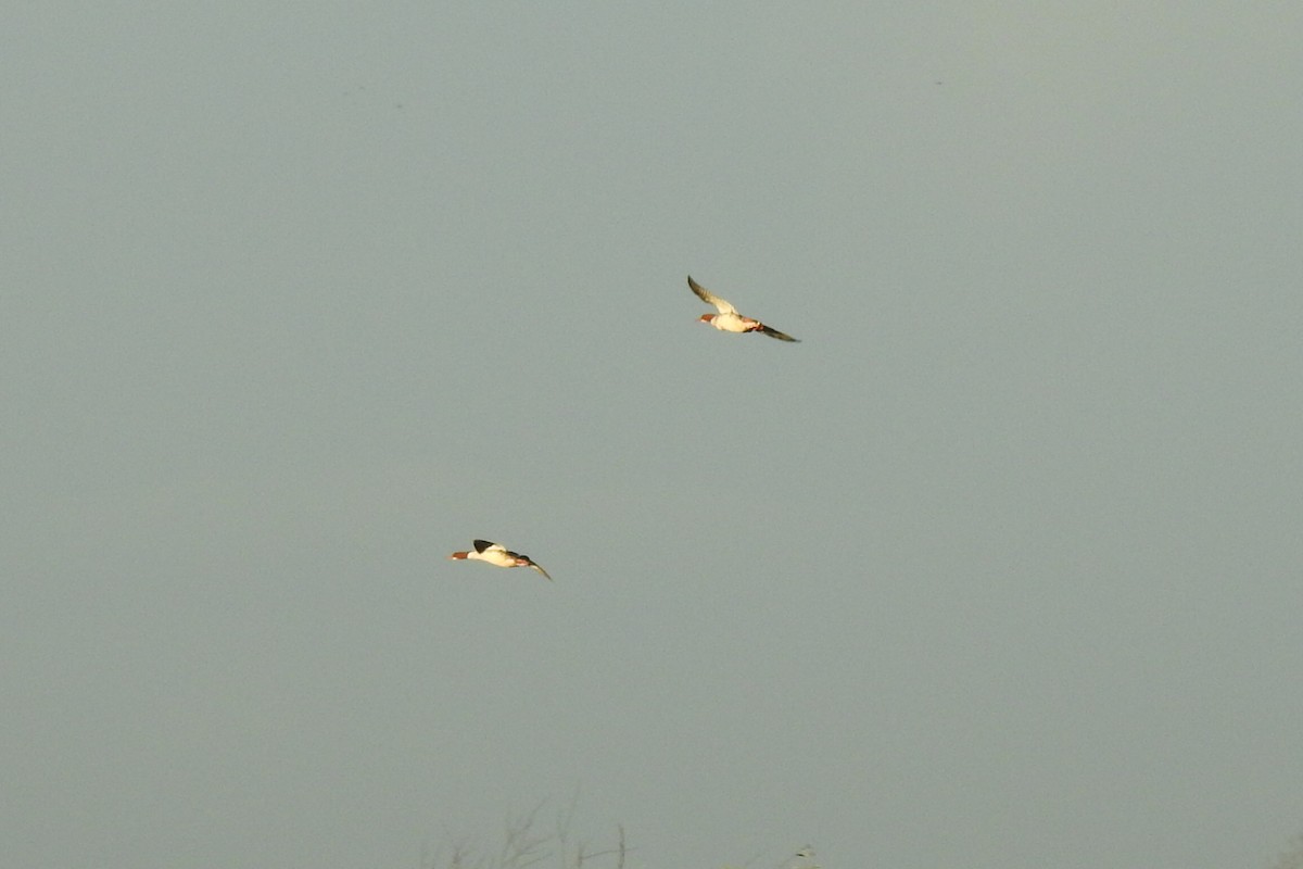 Smergo maggiore - ML646235722