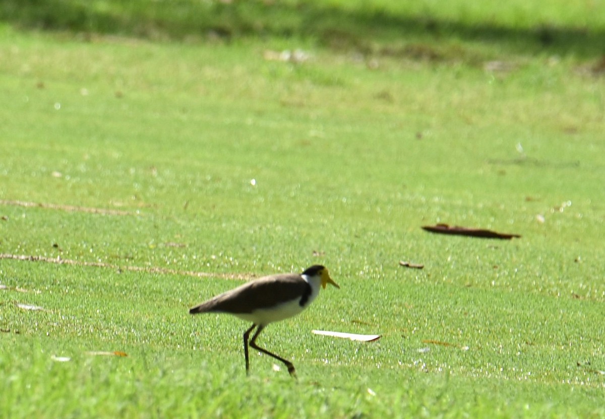 Hegabera maskaraduna - ML646235725