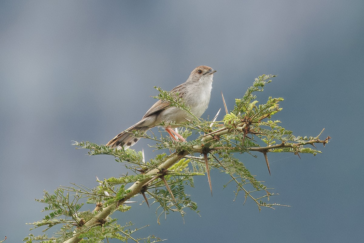 Rotscheitel-Zistensänger - ML646235726
