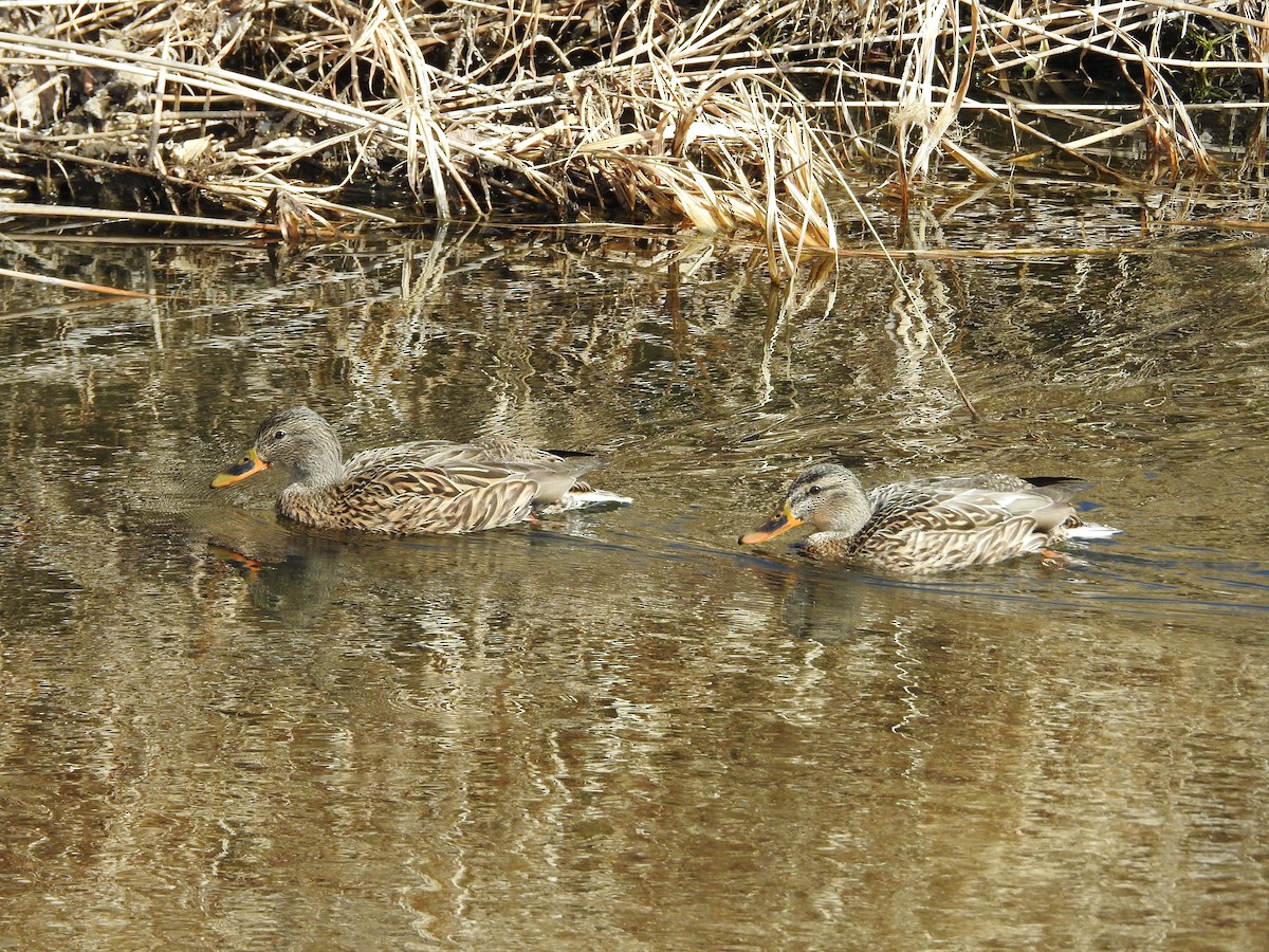 綠頭鴨 - ML646235728