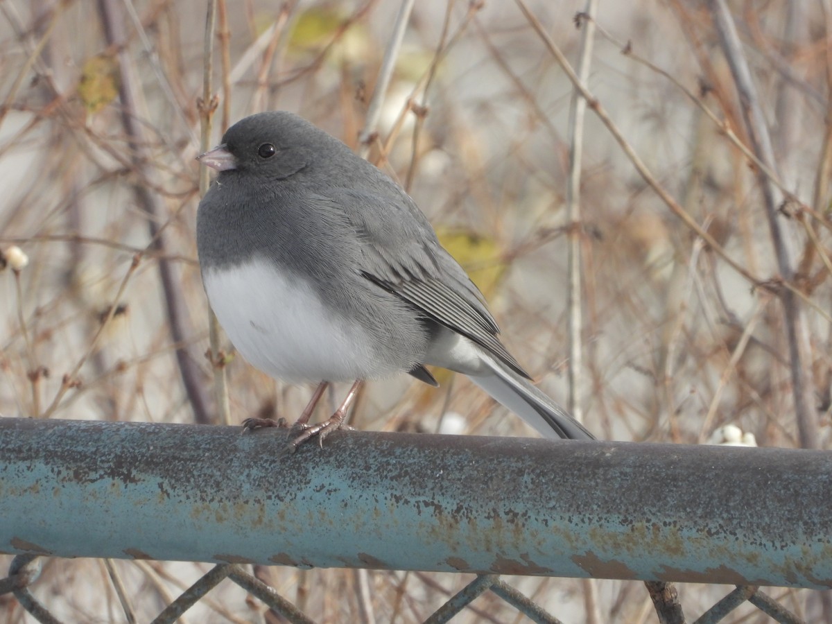 Dark-eyed Junco - ML646235730