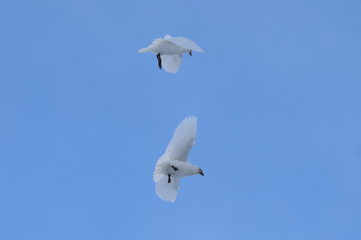 サヤハシチドリ - ML646235734