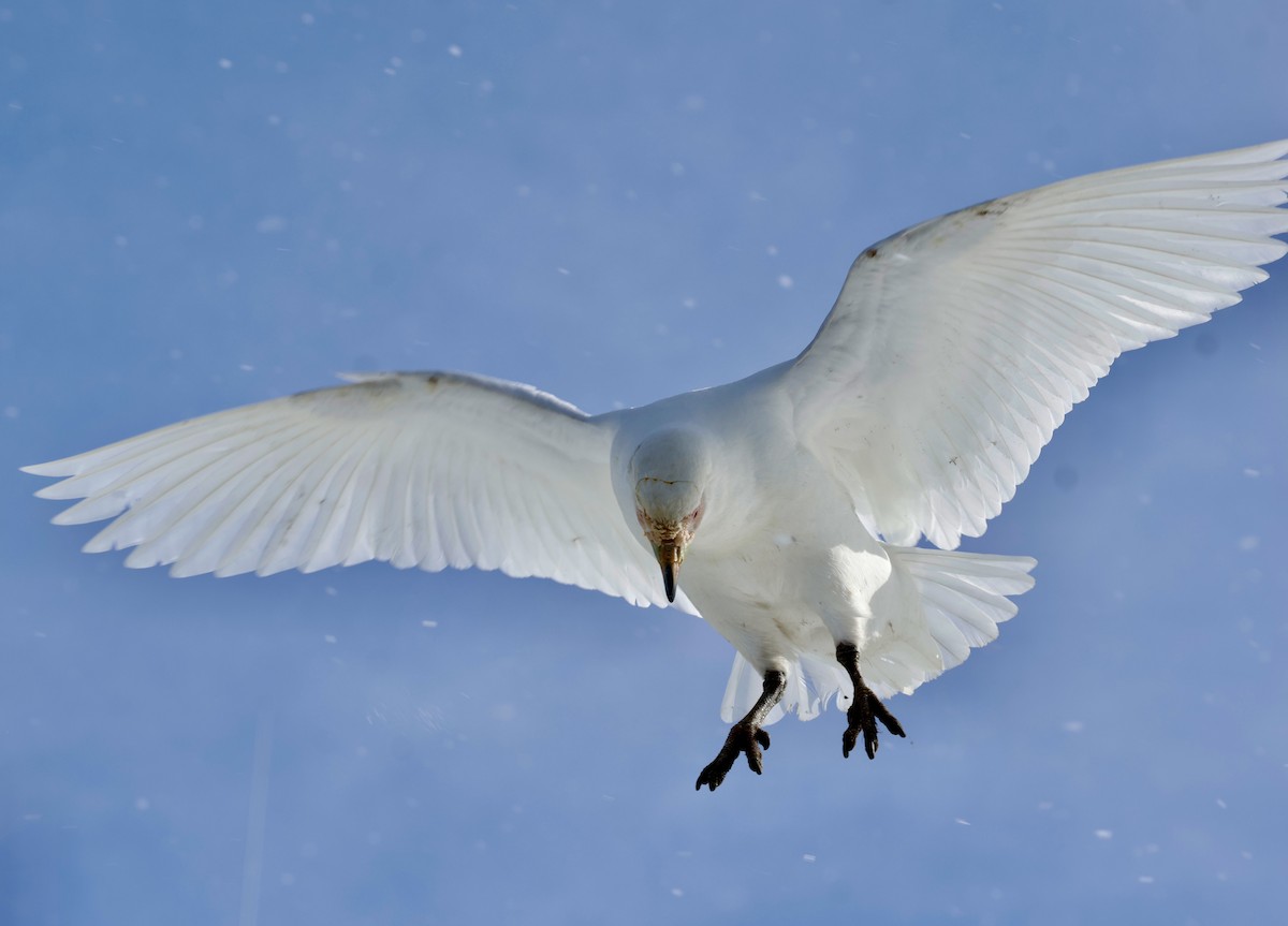 サヤハシチドリ - ML646235735