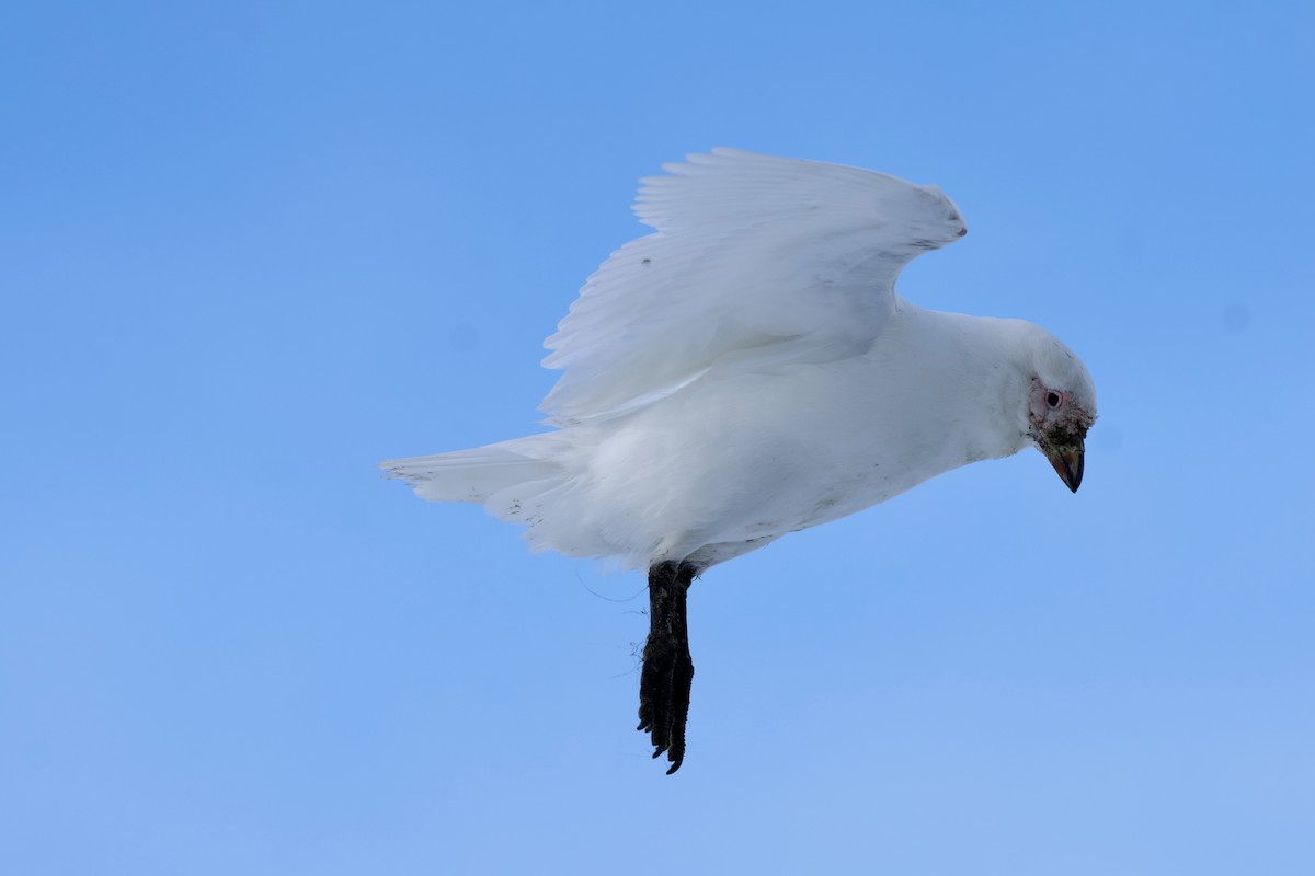 サヤハシチドリ - ML646235736