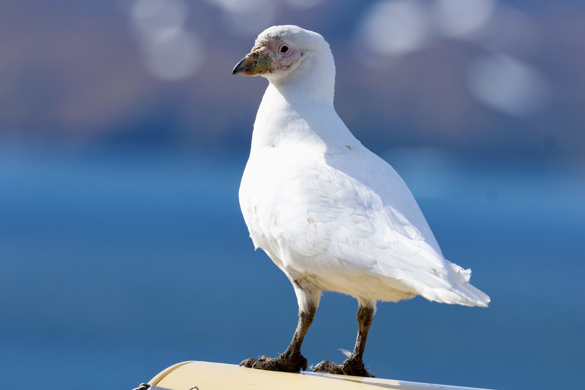 サヤハシチドリ - ML646235737