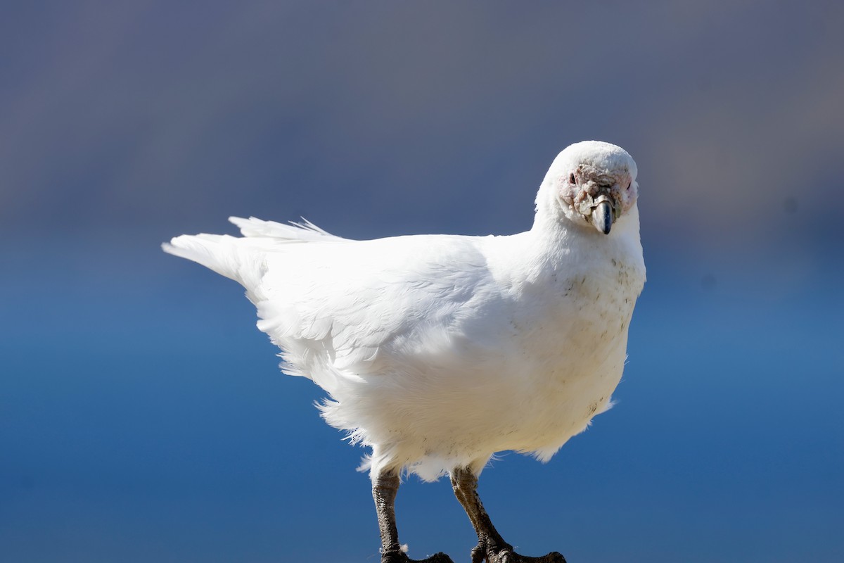 サヤハシチドリ - ML646235738