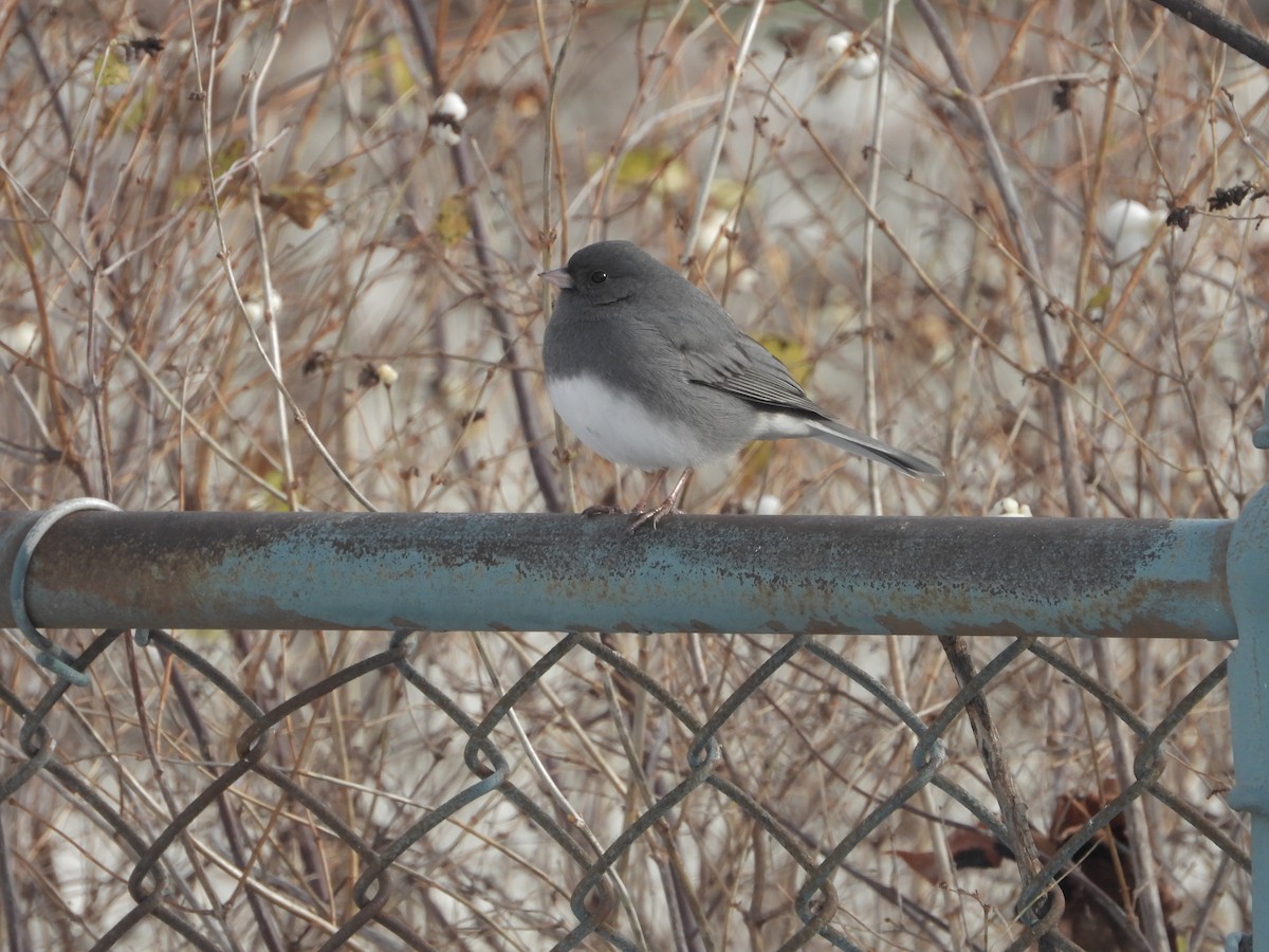 Dark-eyed Junco - ML646235741