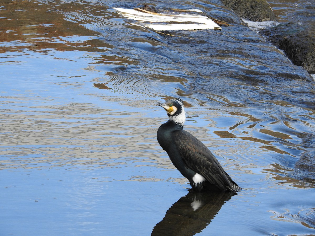 鸕鷀 - ML646235742