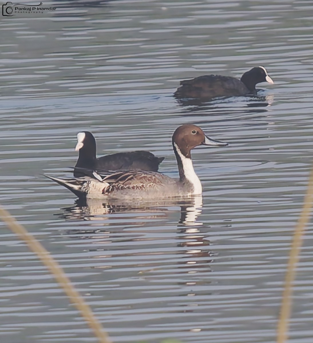 ostralka štíhlá - ML646235745