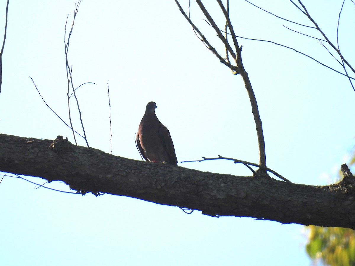 Paloma Colorada - ML646235747