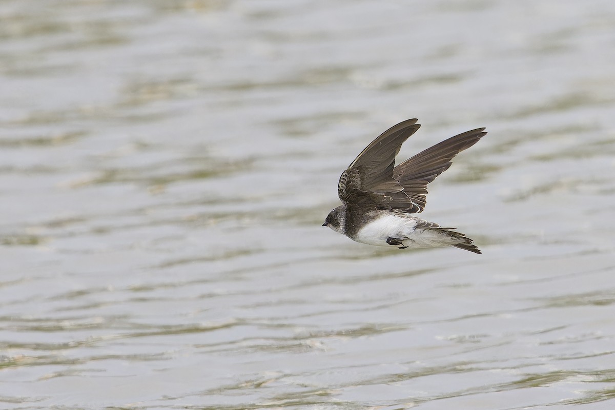 břehule říční - ML646235748