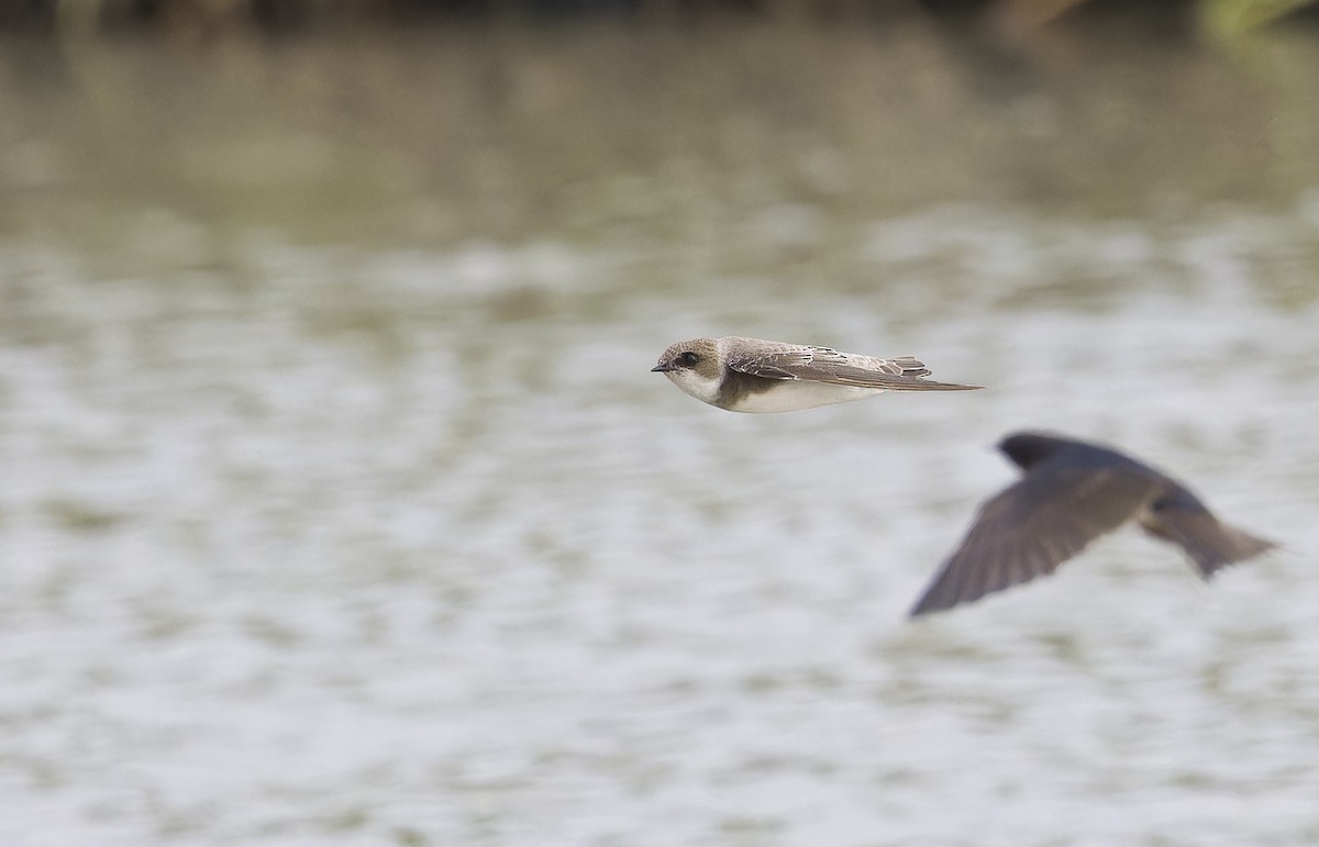 břehule říční - ML646235749