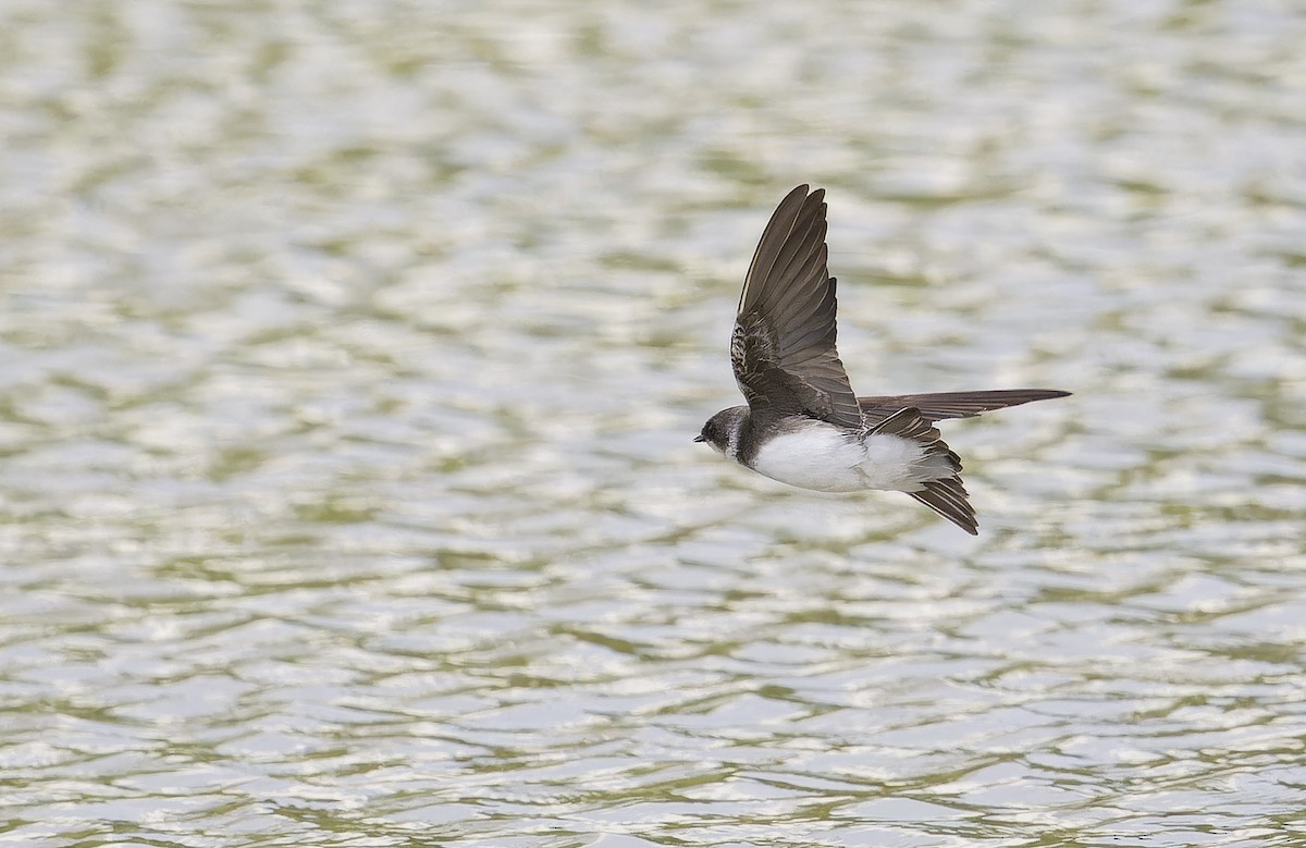 břehule říční - ML646235750