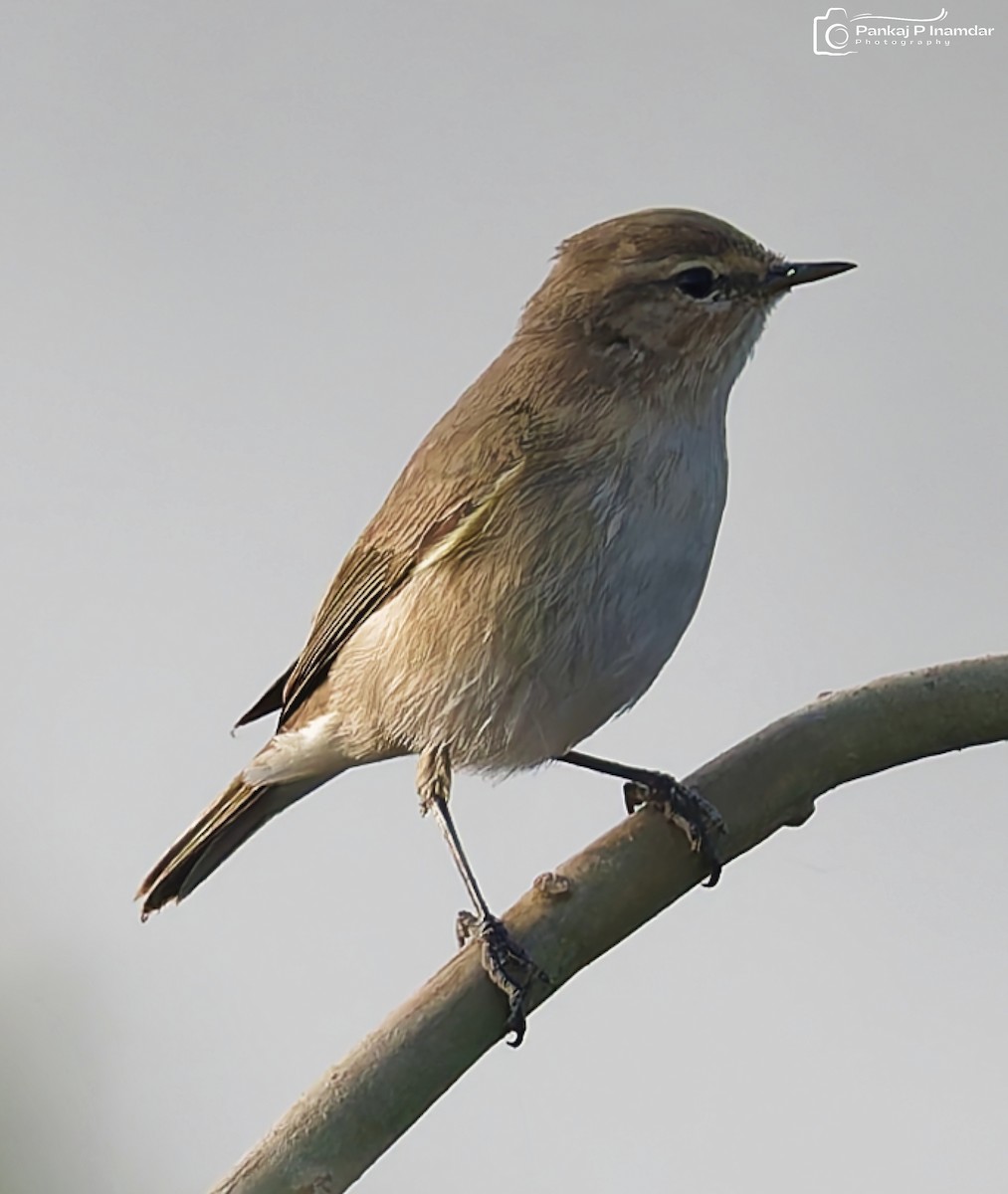 budníček menší - ML646235751