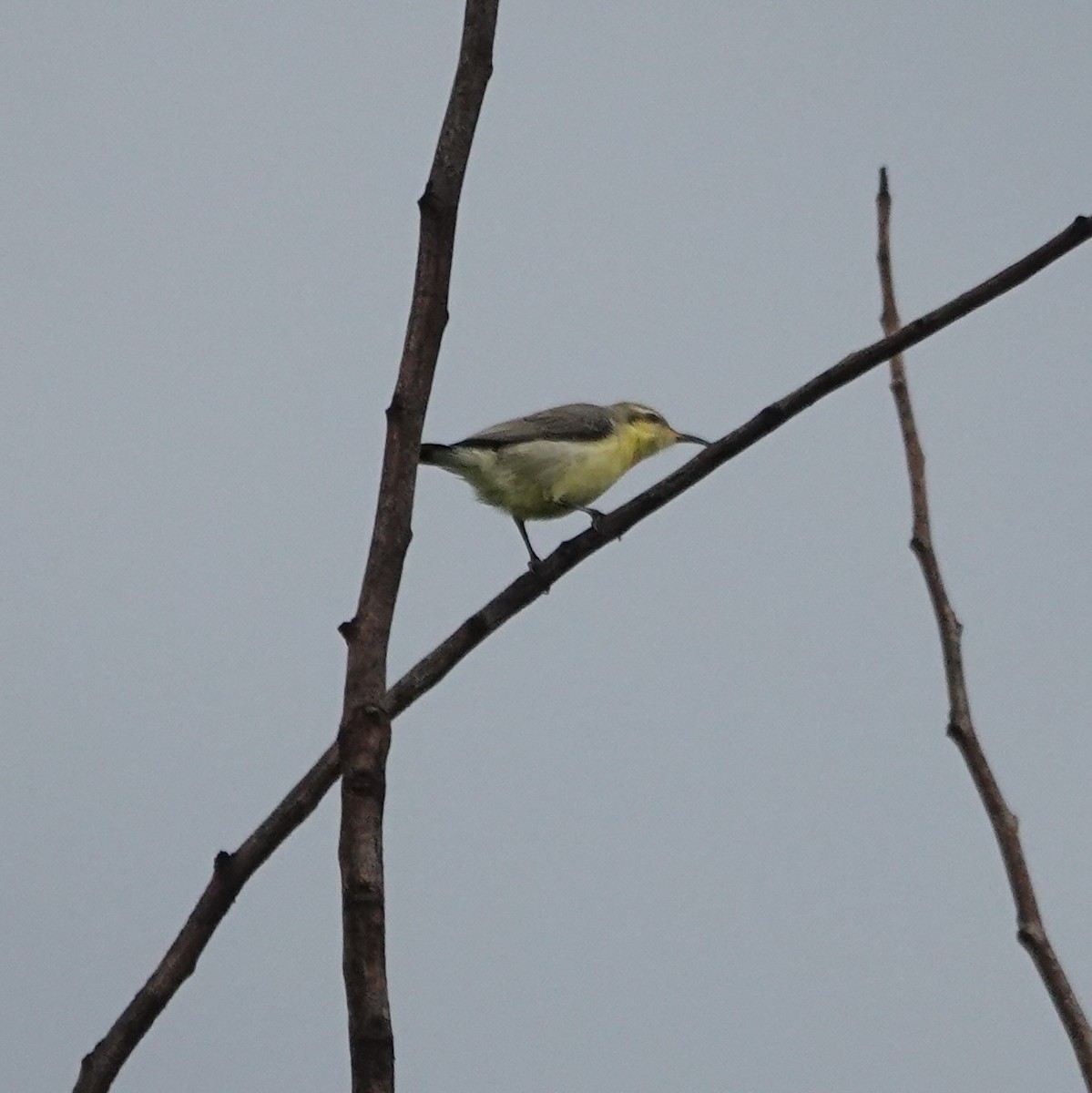 strdimil fialový - ML646235752