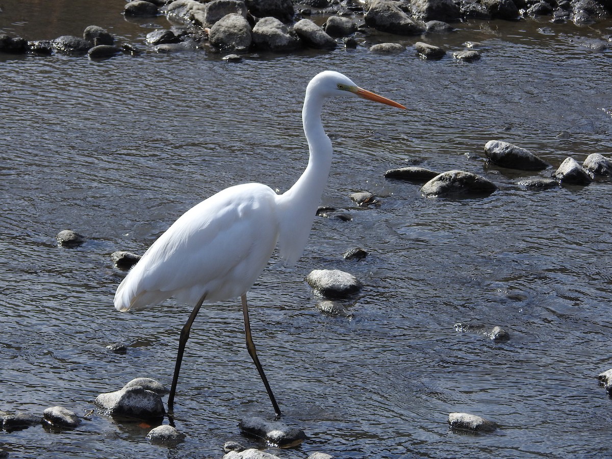 大白鷺 - ML646235754