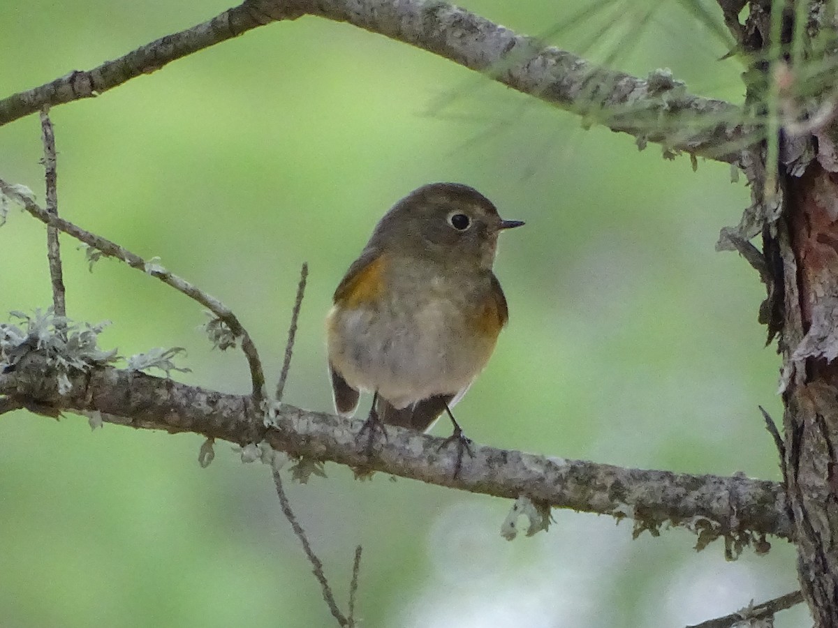 modruška tajgová - ML646235755