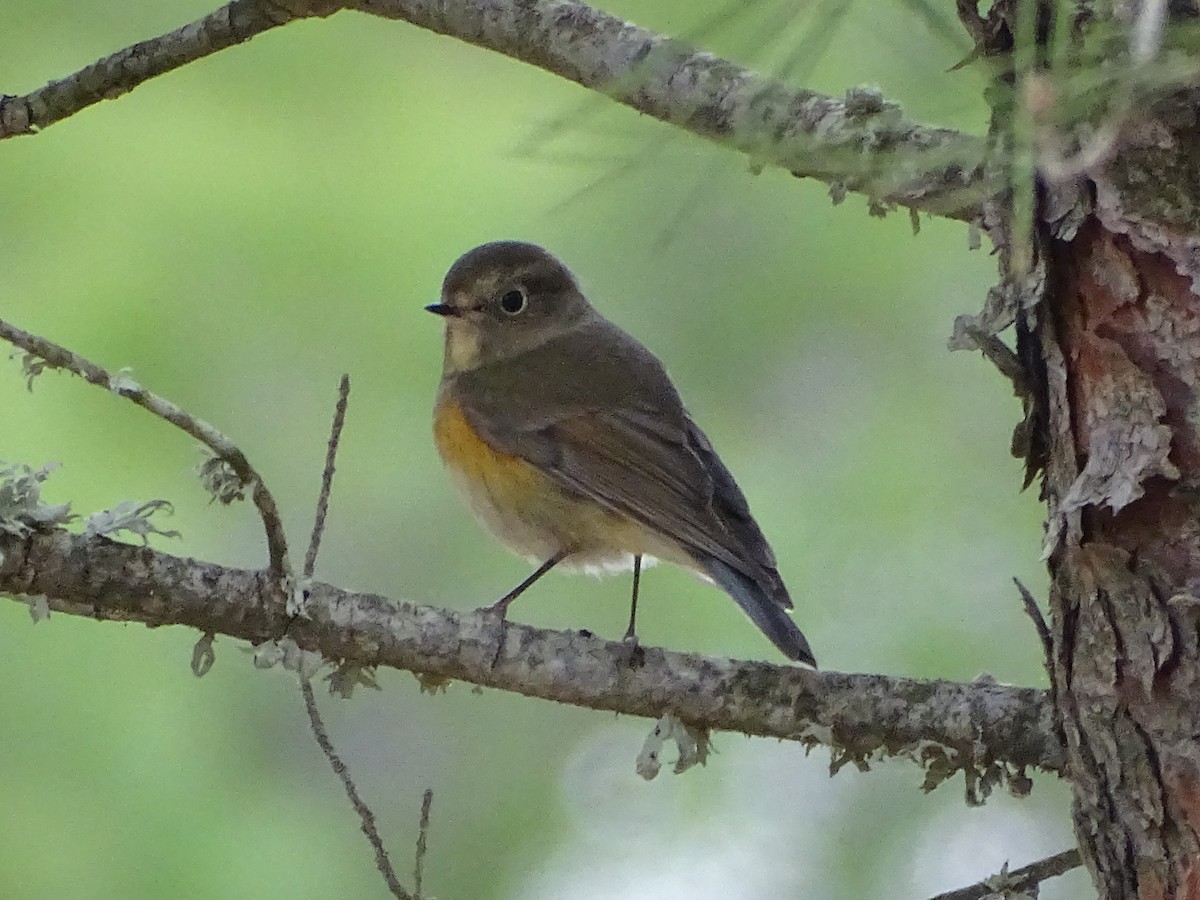 modruška tajgová - ML646235756