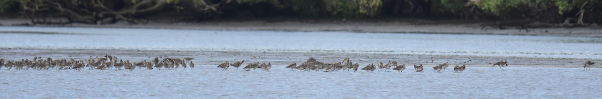 břehouš černoocasý - ML646235757