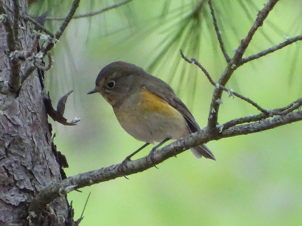 modruška tajgová - ML646235758