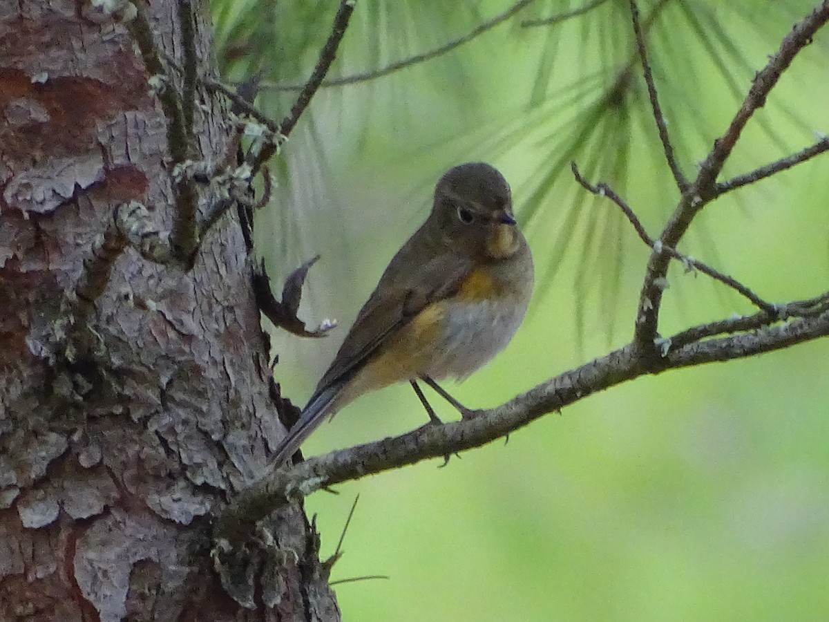 modruška tajgová - ML646235759